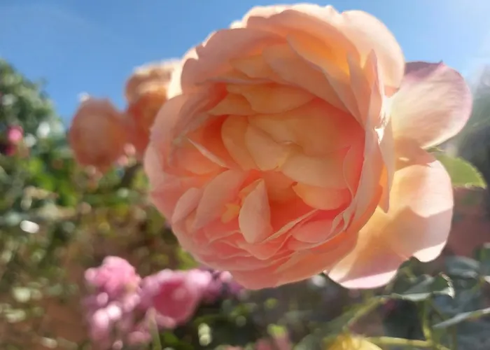 Отель Chuchulev 3*