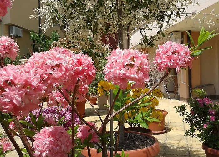 Отель Chuchulev Созополь